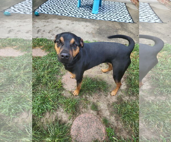 Medium Photo #1 Mutt Puppy For Sale in Forest, VA, USA