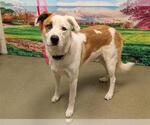Small Labrador Retriever Mix