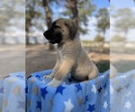 Small Photo #14 Kangal Dog Puppy For Sale in WACO, TX, USA