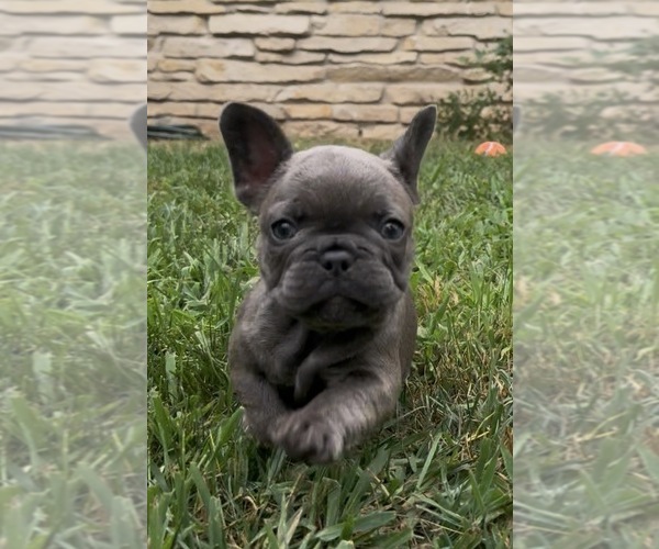 Medium Photo #34 French Bulldog Puppy For Sale in SUSSEX, WI, USA
