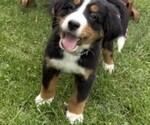 Small Photo #16 Bernese Mountain Dog Puppy For Sale in SPRINGFIELD, OH, USA