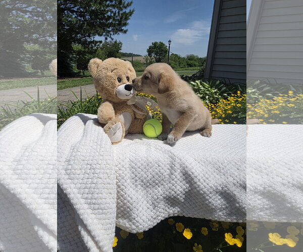 Medium Photo #7 Golden Retriever-Unknown Mix Puppy For Sale in SHERBURNE, NY, USA