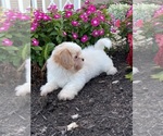 Small #5 Shih Tzu