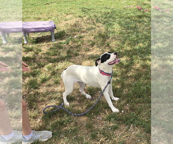Medium Photo #3 Mutt Puppy For Sale in Evansville, IN, USA