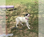 Small Photo #3 Mutt Puppy For Sale in Evansville, IN, USA