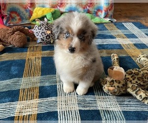 Miniature American Shepherd Puppy for sale in GARYSBURG, NC, USA