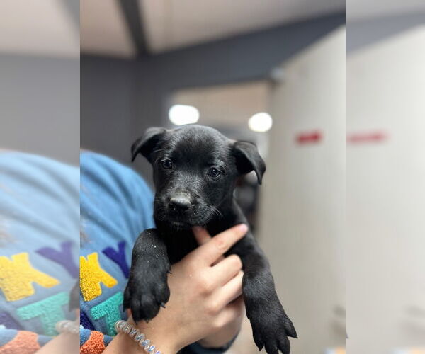Medium Photo #10 Labrador Retriever-Unknown Mix Puppy For Sale in Claremore, OK, USA