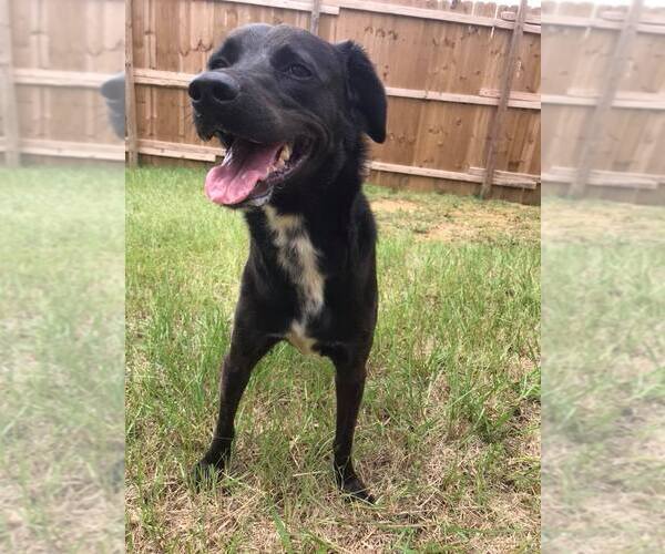 Medium Photo #2 Labrador Retriever-Unknown Mix Puppy For Sale in Jackson, MS, USA