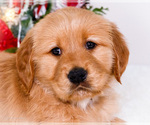 Small #1 Golden Retriever