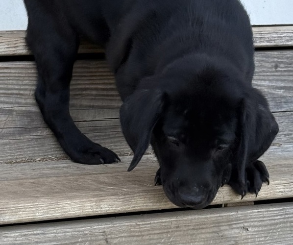 Medium Photo #12 Labrador Retriever Puppy For Sale in SPOTSYLVANIA, VA, USA