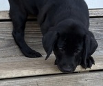 Small Photo #18 Labrador Retriever Puppy For Sale in SPOTSYLVANIA, VA, USA