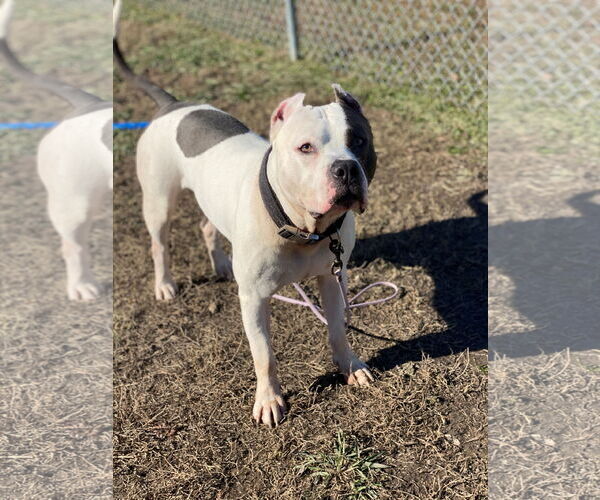 Medium Photo #5 American Pit Bull Terrier-Unknown Mix Puppy For Sale in Virginia Beach, VA, USA