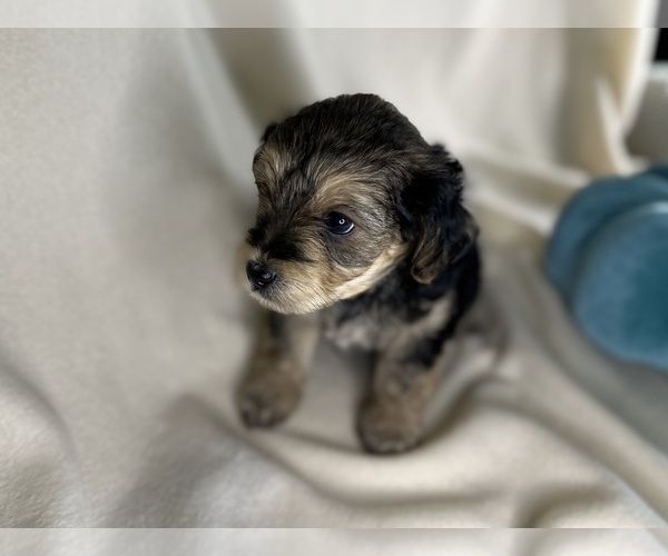 Medium Photo #6 YorkiePoo Puppy For Sale in ROCK HILL, SC, USA