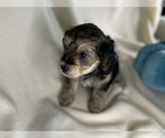 Small Photo #6 YorkiePoo Puppy For Sale in ROCK HILL, SC, USA