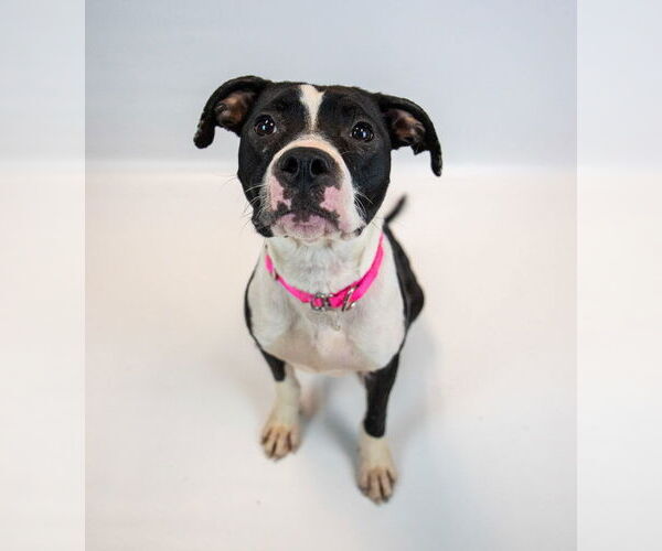 Medium Photo #6 Bull-Boxer Puppy For Sale in Kennesaw, GA, USA