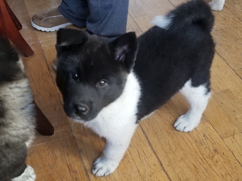 Medium Photo #1 Akita Puppy For Sale in DETROIT, MI, USA