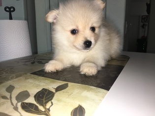 Pomeranian Puppy for sale in NEWNAN, GA, USA