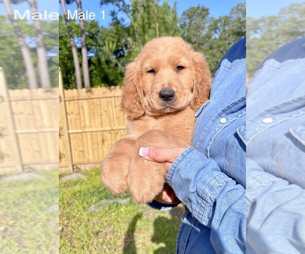 Medium Photo #8 Goldendoodle Puppy For Sale in OCALA, FL, USA