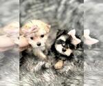 Small #7 Yorkshire Terrier