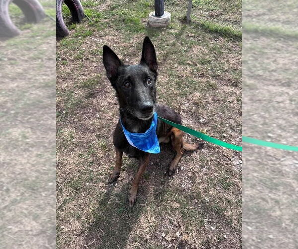 Medium Photo #2 Mutt Puppy For Sale in Imlay City, MI, USA