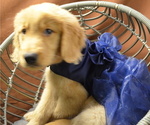 Small Photo #5 Golden Retriever Puppy For Sale in PATERSON, NJ, USA