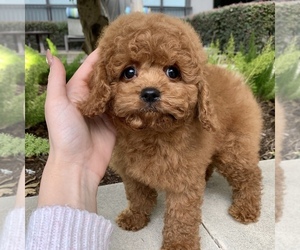 Cavapoo Puppy for sale in HOUSTON, TX, USA