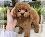 Small Photo #1 Cavapoo Puppy For Sale in HOUSTON, TX, USA