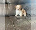 Image preview for Ad Listing. Nickname: Daisy