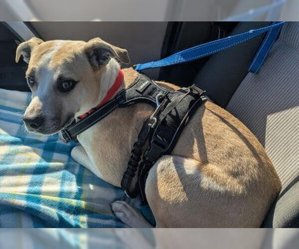 Medium Photo #3 Labbe Puppy For Sale in Mt. Laurel, NJ, USA