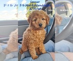 Puppy Connor Goldendoodle (Miniature)