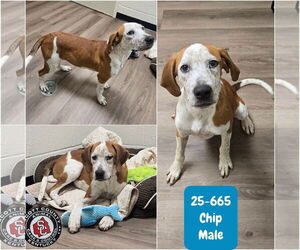 Boxer-Coonhound Mix Dogs for adoption in Georgetown, KY, USA