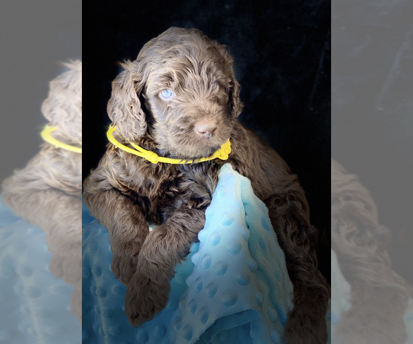 Medium Photo #1 Labradoodle Puppy For Sale in THE VILLAGES, FL, USA