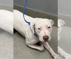 Mutt Dogs for adoption in Las Vegas, NV, USA