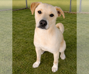 Shepradors Dogs for adoption in Sistersville, WV, USA