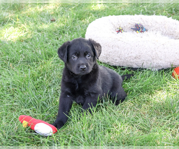 Medium Photo #1 Labrador Retriever Puppy For Sale in SYRACUSE, IN, USA