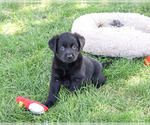 Small Labrador Retriever
