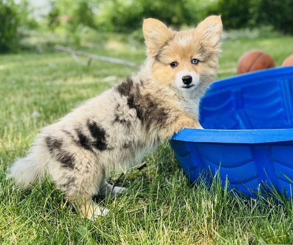 Medium Photo #16 American Corgi Puppy For Sale in DENVER, IA, USA