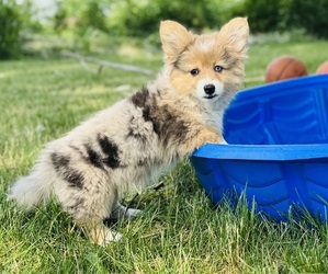 Medium American Corgi