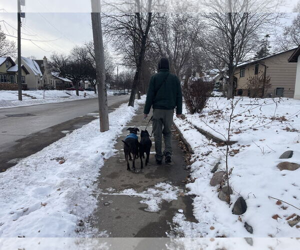 Medium Photo #7 Staffordshire Bull Terrier-Unknown Mix Puppy For Sale in Farmington, MN, USA