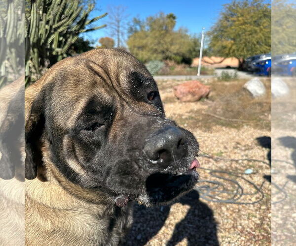 Medium Photo #2 Mutt Puppy For Sale in Goodyear, AZ, USA