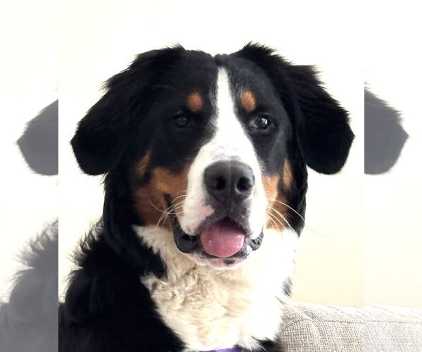 Medium Photo #1 Bernese Mountain Dog Puppy For Sale in Wheaton, IL, USA