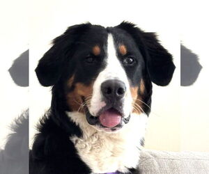 Bernese Mountain Dog Dogs for adoption in Wheaton, IL, USA