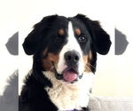 Small Bernese Mountain Dog