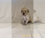 Small Photo #3 Goldendoodle Puppy For Sale in LUMBERTON, NC, USA
