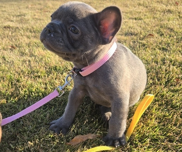 Medium Photo #1 French Bulldog Puppy For Sale in COLUMBUS, GA, USA