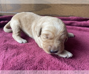 Labradoodle Puppy for Sale in WILLIAMSTOWN, Kentucky USA