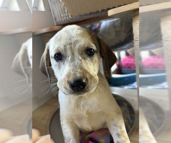 Medium Photo #1 Mutt Puppy For Sale in Mooresville, NC, USA