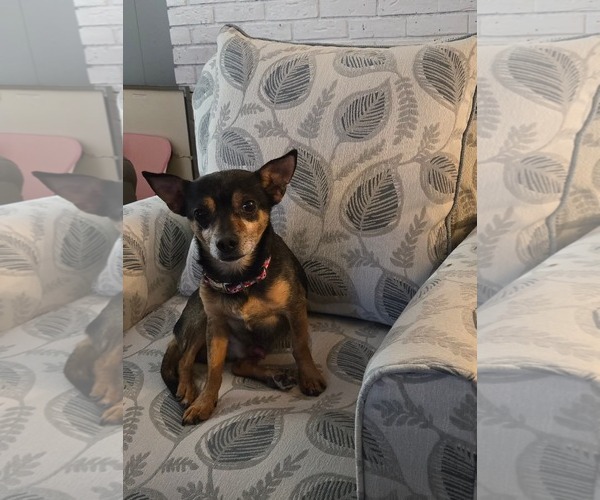 Medium Photo #3 Chihuahua Puppy For Sale in Uwchlan, PA, USA