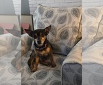 Small #2 Chihuahua