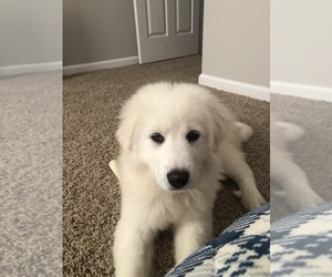 Great Pyrenees-Sharberian Husky Mix Puppy for sale in AURORA, IL, USA